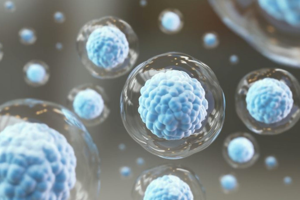 Stem Cell Technology